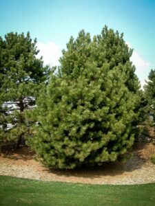 Сосна Чёрная (Pinus Nigra) купить по цене от 270.00р. в интернет-магазине «Посадика» с доставкой почтой в в Малмыже и по всей России – [изображение №1].