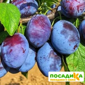 Слива Чачакская ранняя купить по цене от 229.00р. в интернет-магазине «Посадика» с доставкой почтой в в Малмыже и по всей России – [изображение №1].