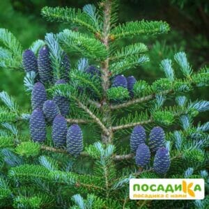 Пихта корейская (Abies koreana) купить по цене от 450.00р. в интернет-магазине «Посадика» с доставкой почтой в в Малмыже и по всей России – [изображение №1].