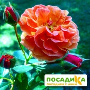 Роза Арабия купить по цене от 350.00р. в интернет-магазине «Посадика» с доставкой почтой в в Малмыже и по всей России – [изображение №1].