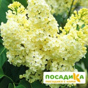 Сирень Примроуз (Primrose) купить по цене от 529.00р. в интернет-магазине «Посадика» с доставкой почтой в в Малмыже и по всей России – [изображение №1].