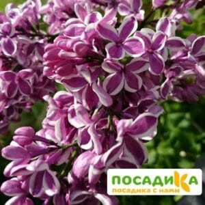 Сирень Сенсация купить по цене от 529.00р. в интернет-магазине «Посадика» с доставкой почтой в в Малмыже и по всей России – [изображение №1].