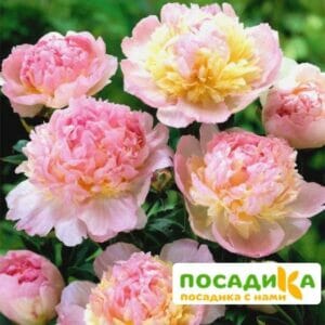 Пион Распберри Сандей (Paeonia Raspberry Sundae) купить по цене от 959р. в интернет-магазине «Посадика» с доставкой почтой в в Малмыже и по всей России – [изображение №1].