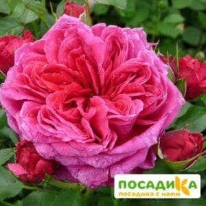 Шраб Роза Соул купить по цене от 390.00р. в интернет-магазине «Посадика» с доставкой почтой в в Малмыже и по всей России – [изображение №1].