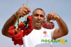 Клубника Гигант Джорнея купить по цене от 266р. в интернет-магазине «Посадика» с доставкой почтой в в Малмыже и по всей России – [изображение №1].