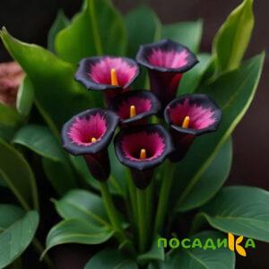 Калла Аура Лейс купить по цене от 400р. в интернет-магазине «Посадика» с доставкой почтой в в Малмыже и по всей России – [изображение №1].