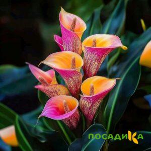 Калла Оникс купить по цене от 450р. в интернет-магазине «Посадика» с доставкой почтой в в Малмыже и по всей России – [изображение №1].
