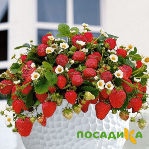 Клубника Рубиновый Шепот (горшечная) купить по цене от 240р. в интернет-магазине «Посадика» с доставкой почтой в в Малмыже и по всей России – [изображение №1].