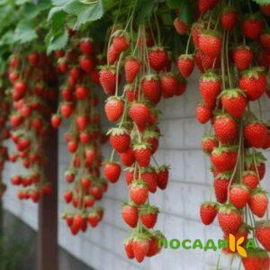 Клубника вьющаяся Комплимент купить по цене от 470р. в интернет-магазине «Посадика» с доставкой почтой в в Малмыже и по всей России – [изображение №1].