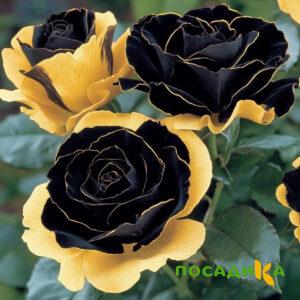 Роза Ханни Сикл купить по цене от 700р. в интернет-магазине «Посадика» с доставкой почтой в в Малмыже и по всей России – [изображение №1].
