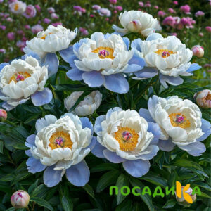 Пион акварельный Этюд купить по цене от 806р. в интернет-магазине «Посадика» с доставкой почтой в в Малмыже и по всей России – [изображение №1].