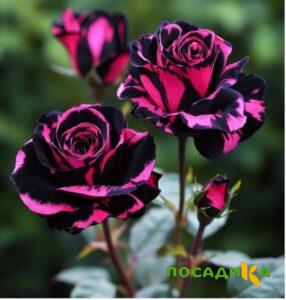 Роза Багровый Шепот купить по цене от 366р. в интернет-магазине «Посадика» с доставкой почтой в в Малмыже и по всей России – [изображение №1].