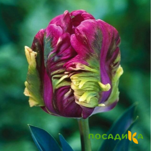 Тюльпан Экзотик Хэвен купить по цене от 186р. в интернет-магазине «Посадика» с доставкой почтой в в Малмыже и по всей России – [изображение №1].