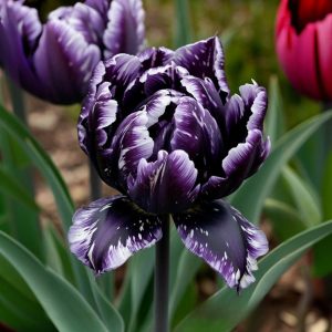 Тюльпан Индиго купить по цене от 600р. в интернет-магазине «Посадика» с доставкой почтой в в Малмыже и по всей России – [изображение №1].