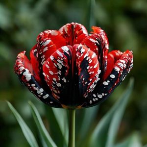 Тюльпан Вельвет Файер купить по цене от 394р. в интернет-магазине «Посадика» с доставкой почтой в в Малмыже и по всей России – [изображение №1].