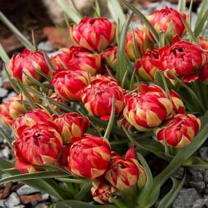 Тюльпан Ап Пинк купить по цене от 390р. в интернет-магазине «Посадика» с доставкой почтой в в Малмыже и по всей России – [изображение №1].