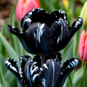 Тюльпан Шелк Нуар купить по цене от 219р. в интернет-магазине «Посадика» с доставкой почтой в в Малмыже и по всей России – [изображение №1].