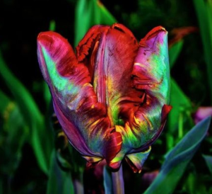 Тюльпан Эирпрайз купить по цене от 270р. в интернет-магазине «Посадика» с доставкой почтой в в Малмыже и по всей России – [изображение №1].